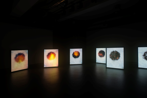 An installation shot from Field Studies by Yan Wang Preston and Monty Adkins