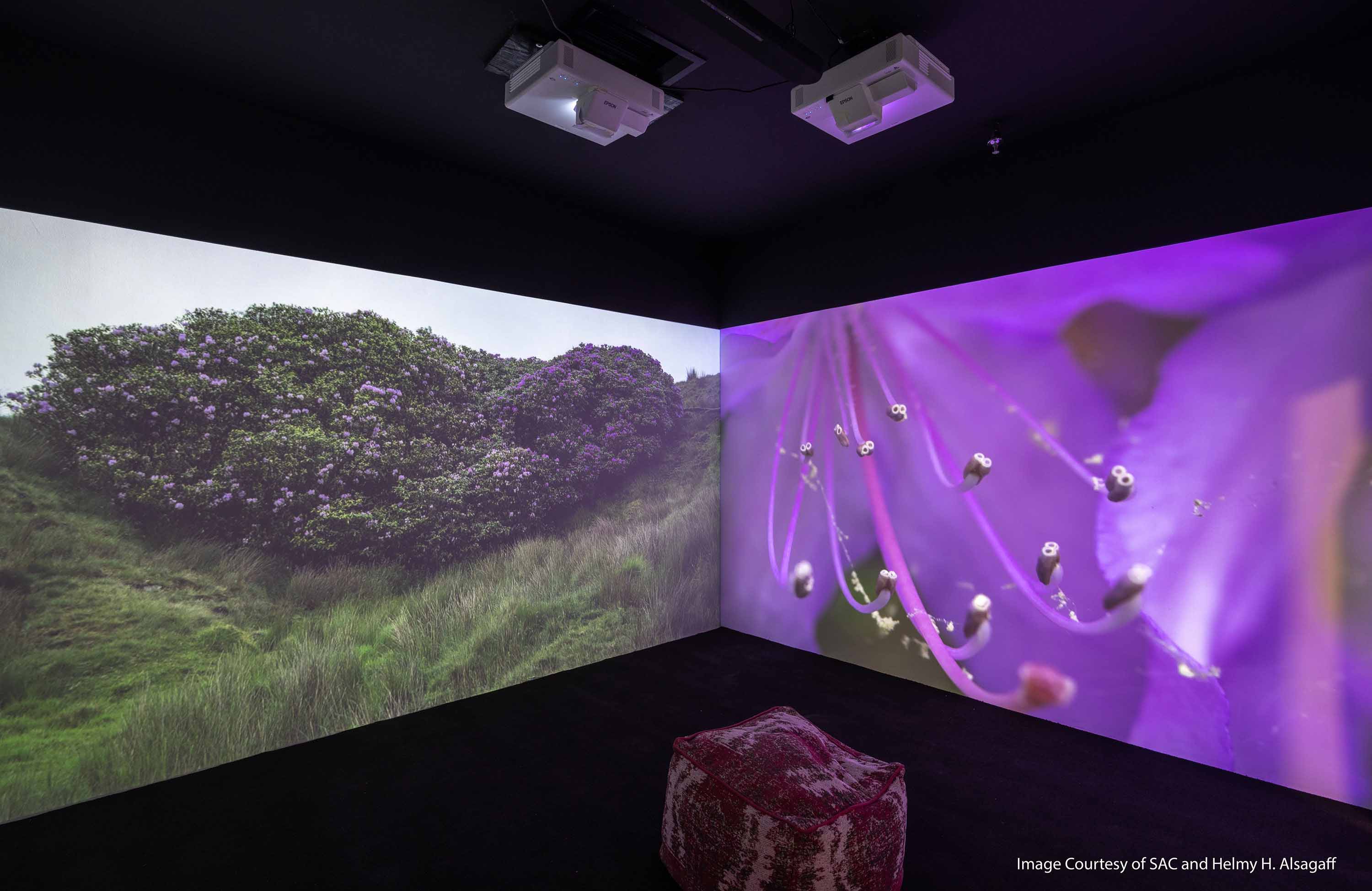 Two projected images, one of a plant and the other a close up of a plant with a bean bag in the middle of the room