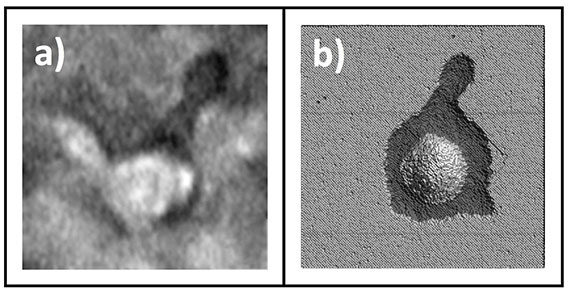 Crater and ridge formed by single heavy-ion impact on Au: (a) transmission electron microscopy image; and (b) MD simulation.