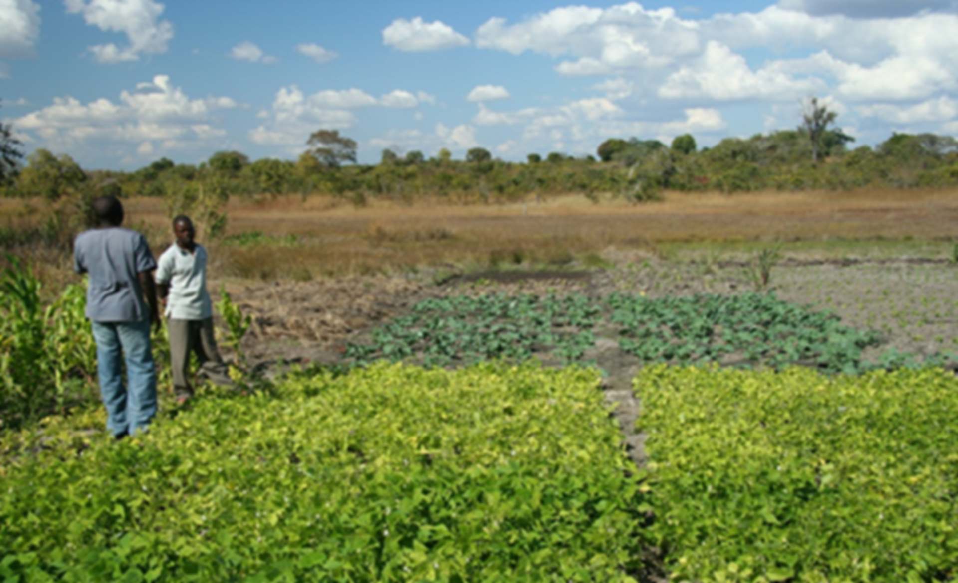 wetlands-new-banner