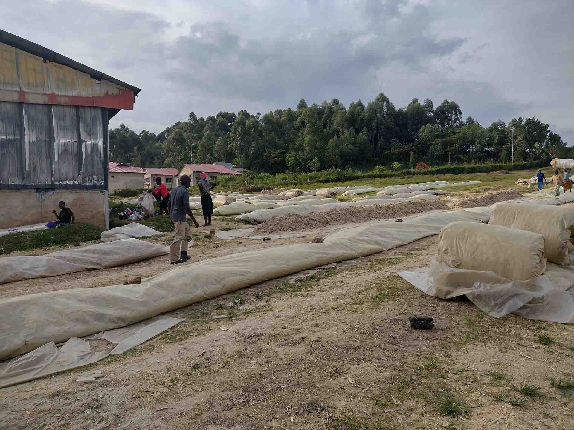 Sugar cane production